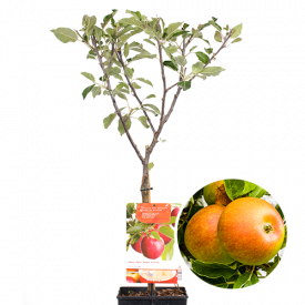 Handappel Cox orange Pippin Patiofruit