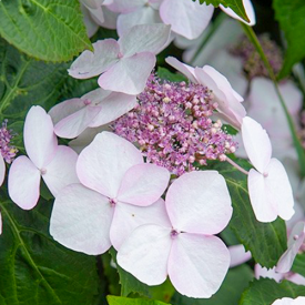 Hortensia Lanarth White bloem