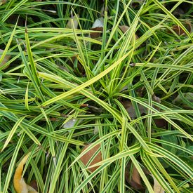 Japanse Zegge Variegata plant