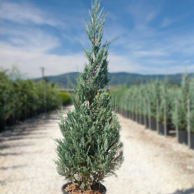 Juniperus virginiana 'bleu arrow kwekerij