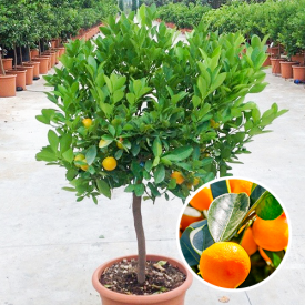 Kamer Sinaasappelboom 'Mitis' 