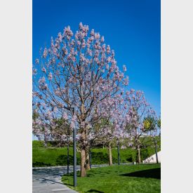 Keizersboom in bloei