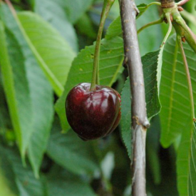 Kersenboom Karina