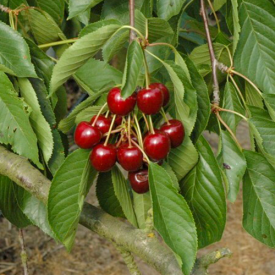 Vrucht en blad Kersenboom Merchant