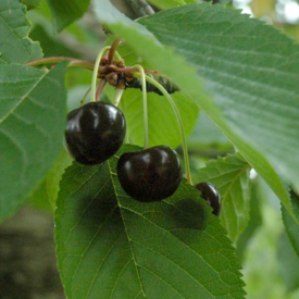 Kersenboom Varikse Zwarte