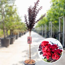 Lagerstroemia best red