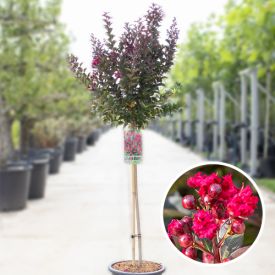 Lagerstroemia Double Feature