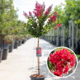 Lagerstroemia enduring summer red
