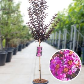 Lagerstroemia Lavender Lace