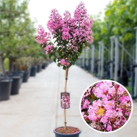 Lagerstroemia Indica Rhapsody in pink