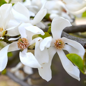 Lei Magnolia bloem