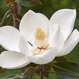 Bloem Lei magnolia