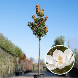 Magnolia grandiflora boom