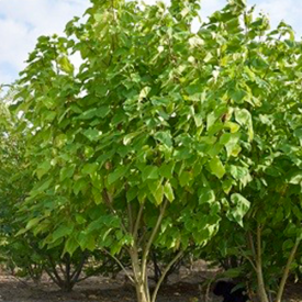 Catalpa meerstammige boom 400-500 MS