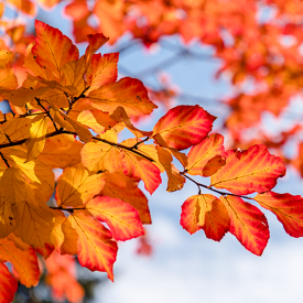 Meerstammige Parrotia Persica herfstkleur