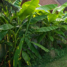 Bananenplant Musa basjoo