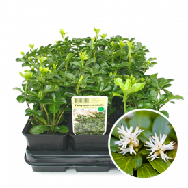 Pachysandra Green Sheen bloem