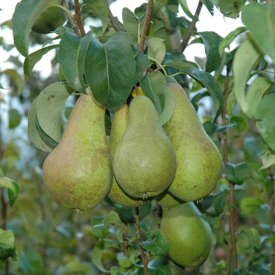 Vrucht en Blad Perenboom Concorde