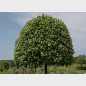 Portugese Laurierboom - Prunus lusitanica 'Angustifolia'