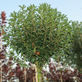 Prunus eminens 'Umbraculifera' 