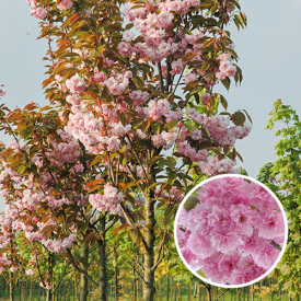 Prunus serrulata Kanzan in bloei