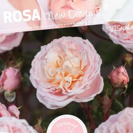Rosa 'New Dreams' 