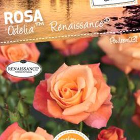 Rosa 'Odelia' Renaissance 
