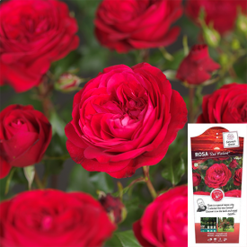 Rosa Red Meilove