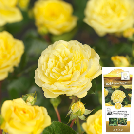 Rosa Yellow Meilove