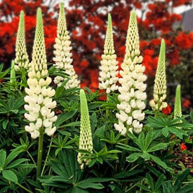 Witte Lupine
