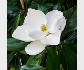 Magnolia grandiflora Gallisoniensis