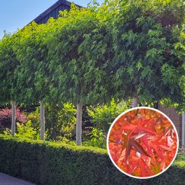 maagd Ritmisch roze Lei Amberboom kopen | Scherpe prijzen direct van kwekerij | Bomenenzo.nl