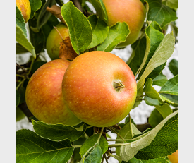 Vrucht Appelboom Cox Orange Pippin