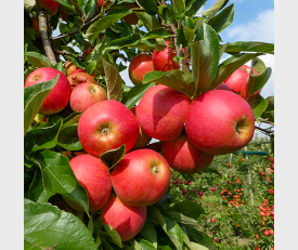 Appelboom Elstar