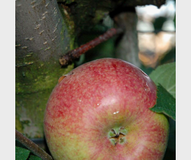Vrucht Appelboom Rode Dijkmanszoet