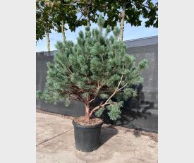 Pinus syl. Watereri MST 2