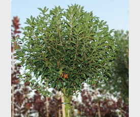 Prunus eminens 'Umbraculifera'