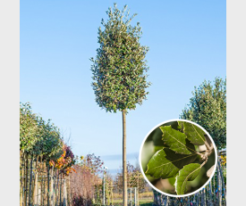 Steeneik Quercus ilex detail