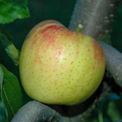 Appelboom Alkmene kopen |Prijs vanaf Zoete appel Bomenenzo