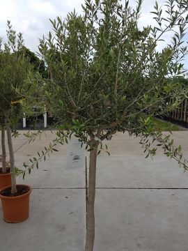 Olijfboom Forma Toscana