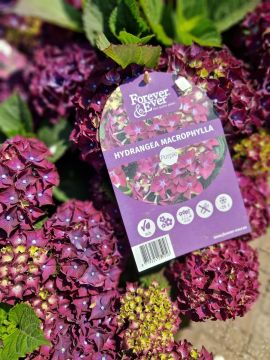 Hortensia Forever&Ever Paars