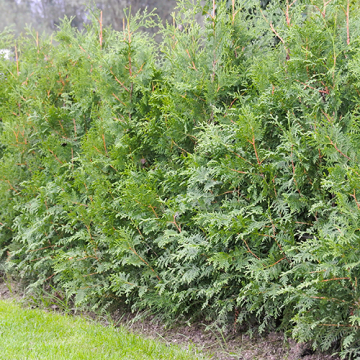 Aanplantservice Coniferen