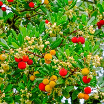 Aardbeiboom