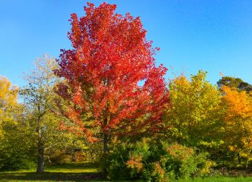Acer Freemanii ‘Autumn Blaze’