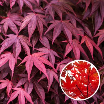 Acer palmatum Bloodgood