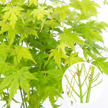 Acer palmatum Going Green