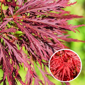 Acer palmatum Inaba-Shidare