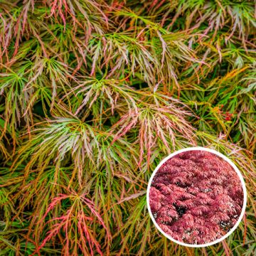 Acer palmatum Ornatum