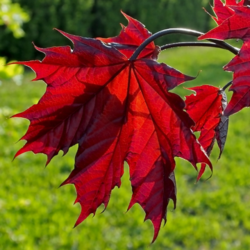 Acer plat. 'Crimson Sentry'