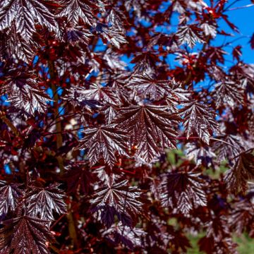 Acer platanoides 'Royal Red'